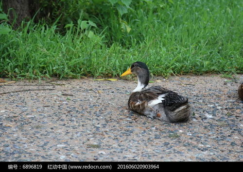 高清休息中鸭子图片下载推荐 红动网家禽家畜专题