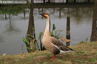 家鹅摄影 田园风光中的优雅身影