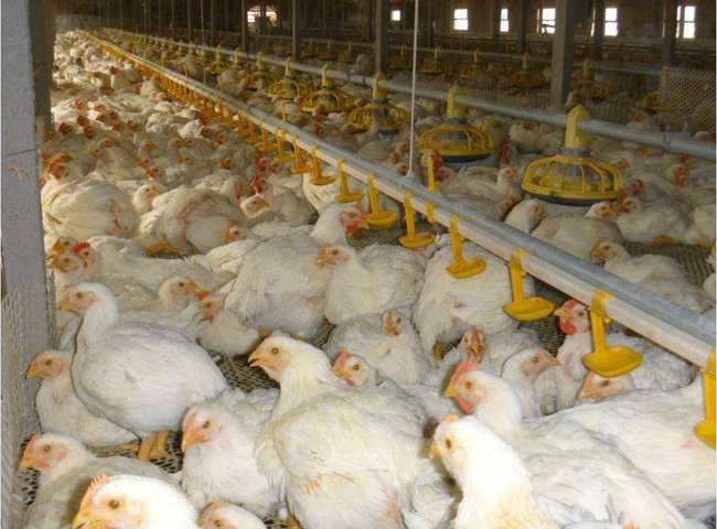 动物回交的伦理争议与实用价值