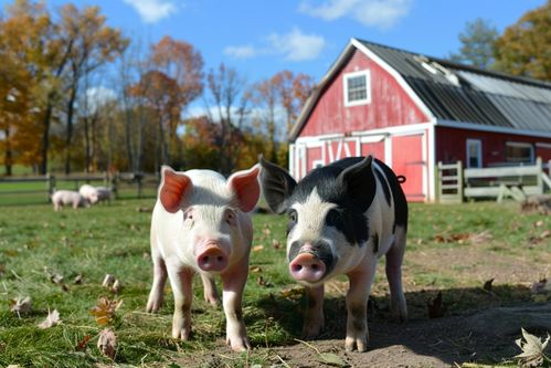 家禽家畜农家土猪 自然农耕的生动图景