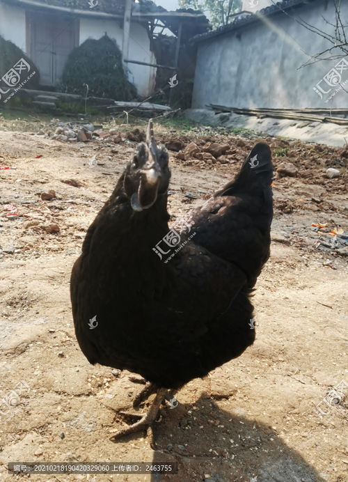 农村土乌鸡 自然之美的真实写照