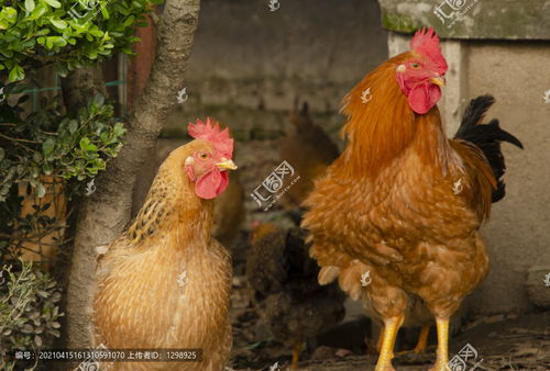 散养红公鸡 家禽摄影中的自然之美