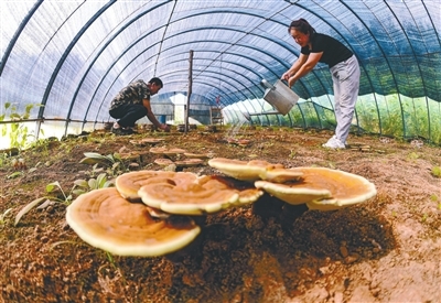 沈阳农产品种植 科技赋能绿色农业 文明成果惠及城乡