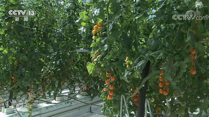 大食物观 丰富百姓餐桌，引领农产品种植新篇章