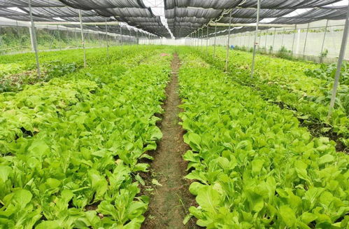 三坑芥菜 清甜爽脆，日销数千斤的餐桌新宠