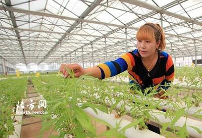 水培蔬菜种植技术 高效农业的未来与农产品种植新路径