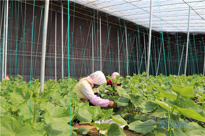 汀罗镇农业产业园 提质增效促转型，特色种植绘新篇