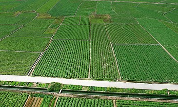 航拍视角下的丰收图景 农产品种植基地4K实拍探秘