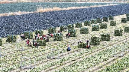 兵团农产品保供稳价系列报道之二 如何拎稳“菜篮子”？——从种植源头筑牢民生基石