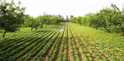 农村空地巧利用，特色种植拓富路