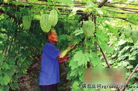 春日定鼎农业宝典 从种植到经营全面提升产量与效益