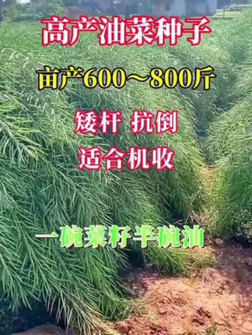 油菜田里的金色希望 优质农产品的种植之道
