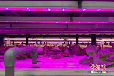 AI种植植物工厂 云天化绿色农业科创中心的未来农场