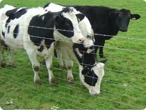 烨琦厂 专业定制家禽家畜围栏网，助力高效养殖