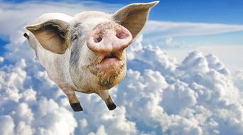 二师兄天上飞，家禽家畜市场风云变幻