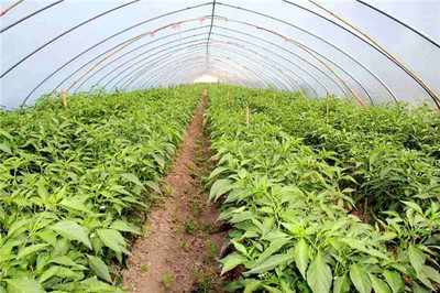 河南永城 发展蔬菜种植 助力产业振兴