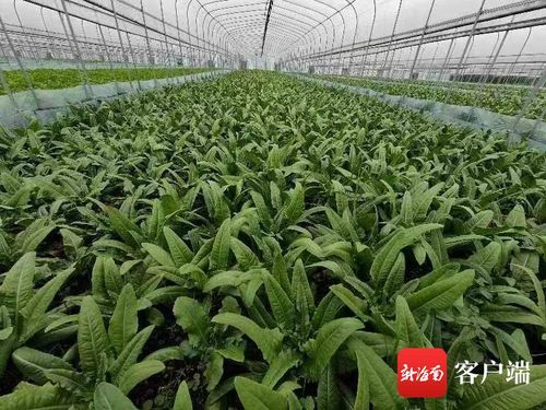 三亚新增8家平价蔬菜店，打造“便宜菜、放心菜”惠民工程