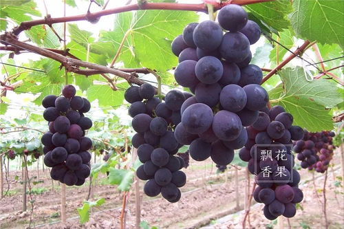 2018年热门水果种植 哪些品种最赚钱？