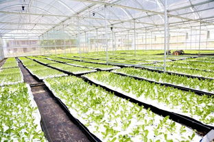 项目建设助力乡村振兴 以项目引育与产乡融合展现农业发展新速度