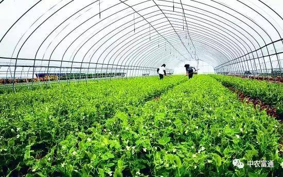 都市农业新篇章 6种创新农产品种植思路推荐